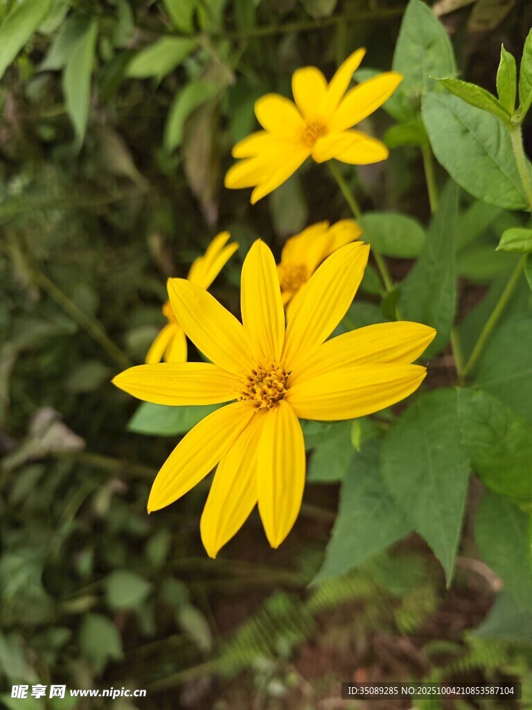 三朵明艷黃色小花綻放