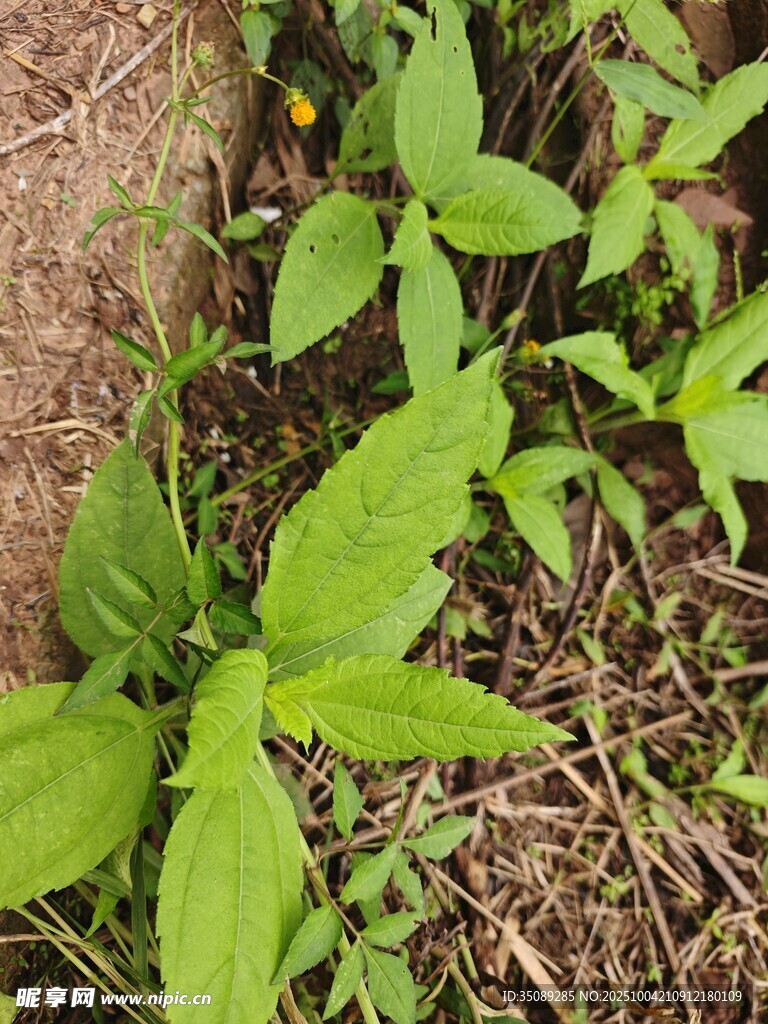 嫩綠植物生長于泥土間