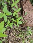 樹(shù)下嫩綠植物與雜草景象