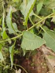 綠葉植物特寫(xiě)