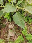綠葉植物特寫(xiě)