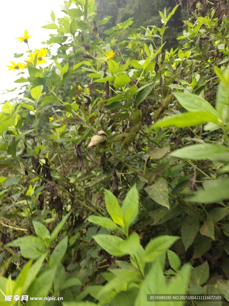 翠綠繁茂的植物景觀