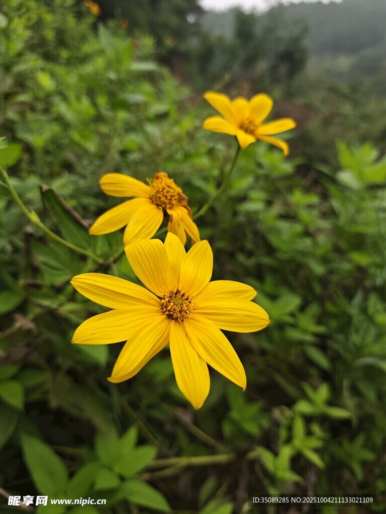 三朵黃色小花綻放綠葉間