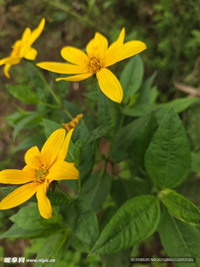 三朵黃色小花綻放綠葉間