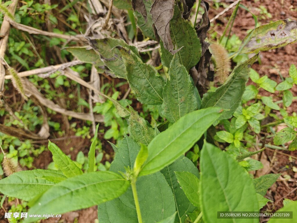 草叢中的綠色植物