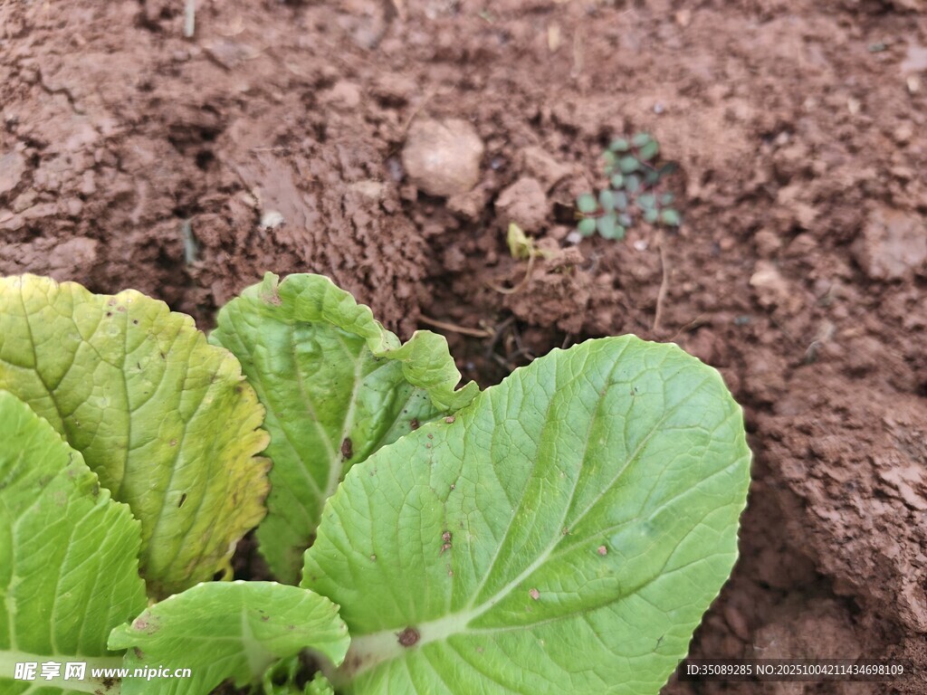嫩綠青菜生長于泥土中