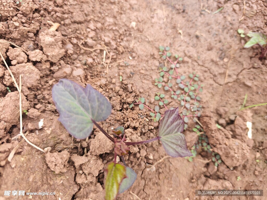 泥土中的嫩綠植物幼苗