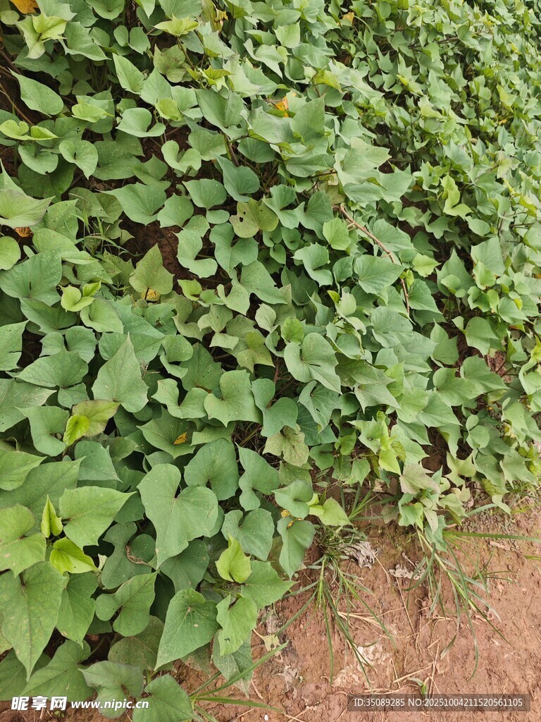 綠葉藤蔓覆蓋地面景象