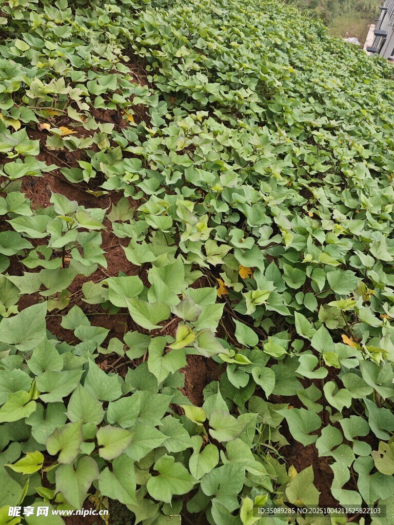 翠綠繁茂的地面植物景觀