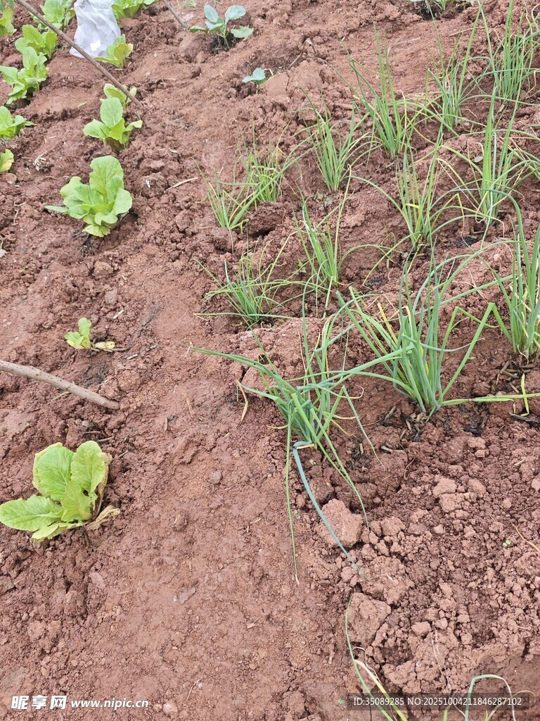 田間嫩綠蔬菜幼苗初長
