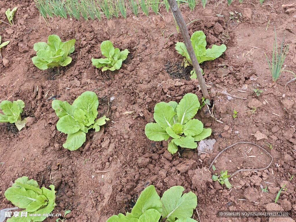 菜地里的嫩綠蔬菜幼苗