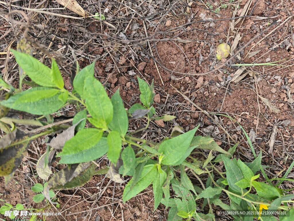 地面上的嫩綠植物