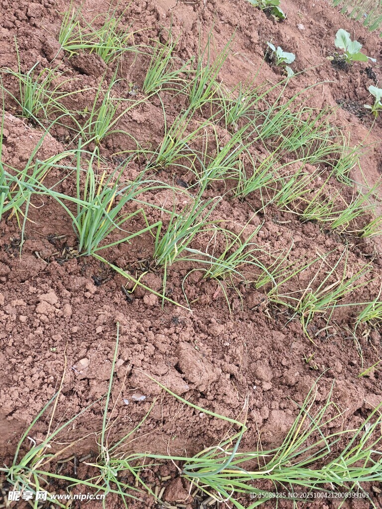 田間嫩綠幼苗破土而出