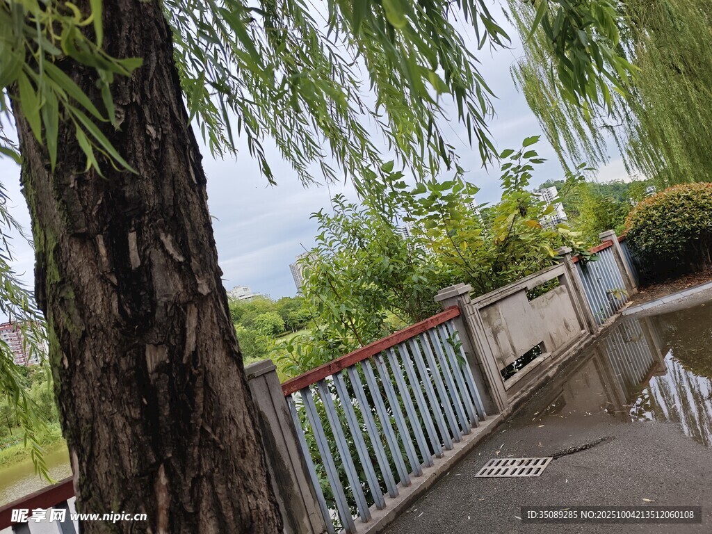 垂柳下的河畔風(fēng)景