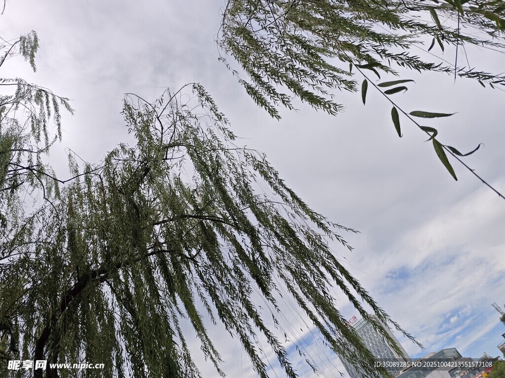 垂柳依依天際云影相伴