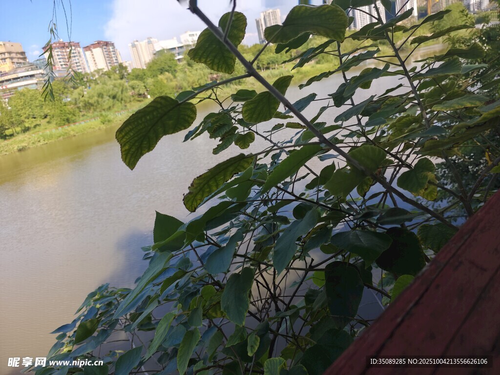 河畔綠植景觀