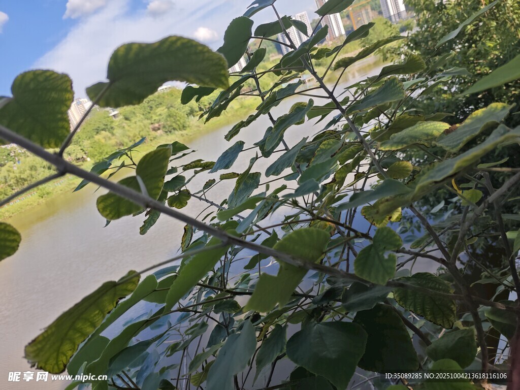 湖邊繁茂綠植特寫
