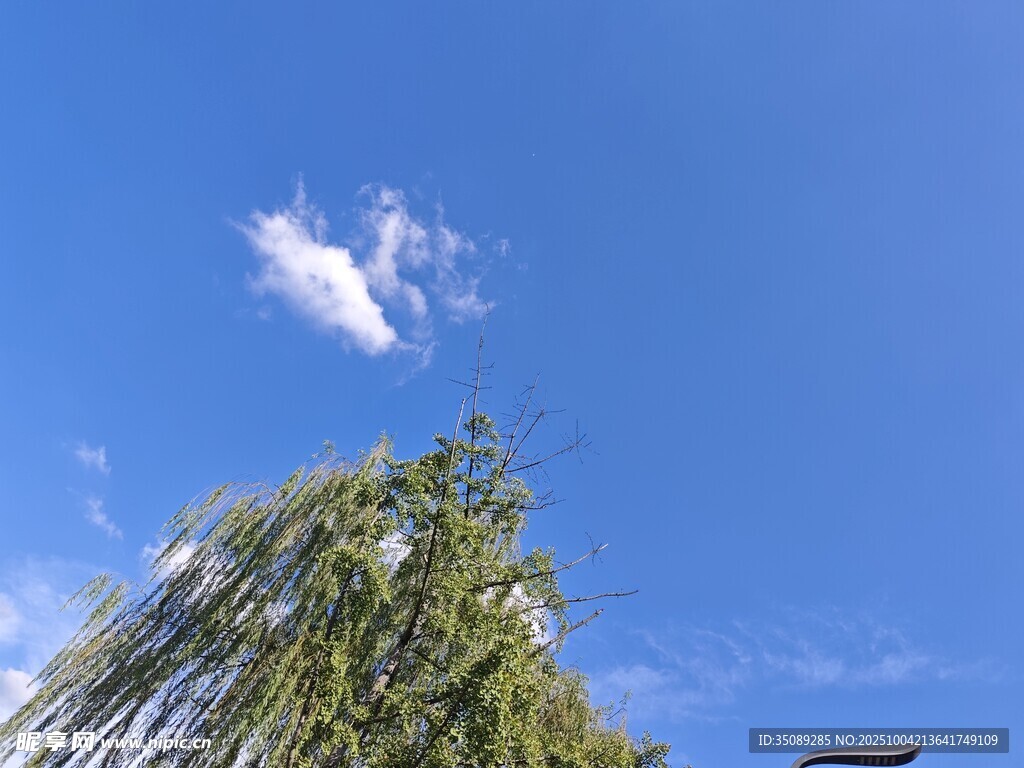 藍天垂柳美景