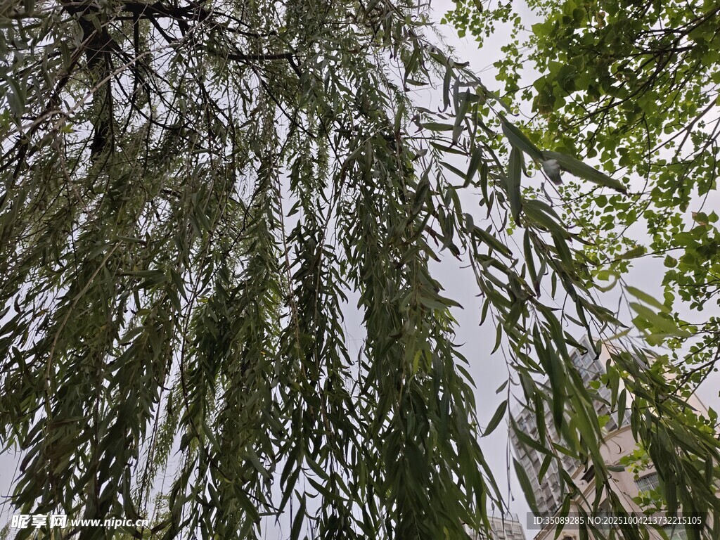 垂柳依依盡顯自然之美