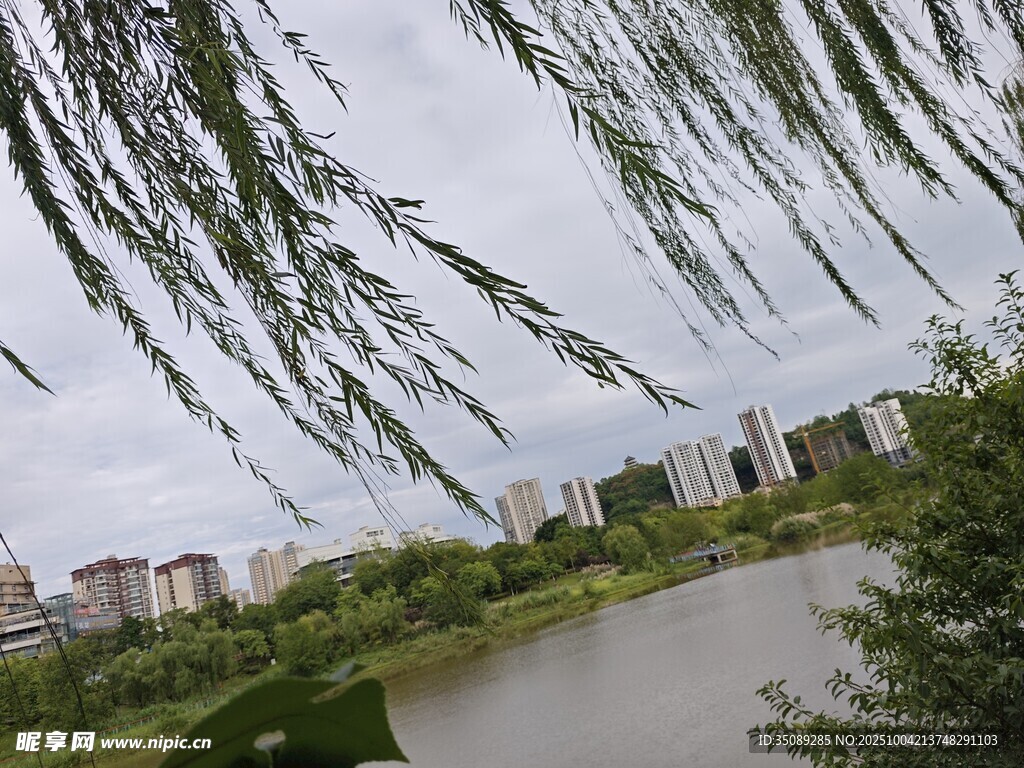 河畔垂柳與遠(yuǎn)處城市景觀