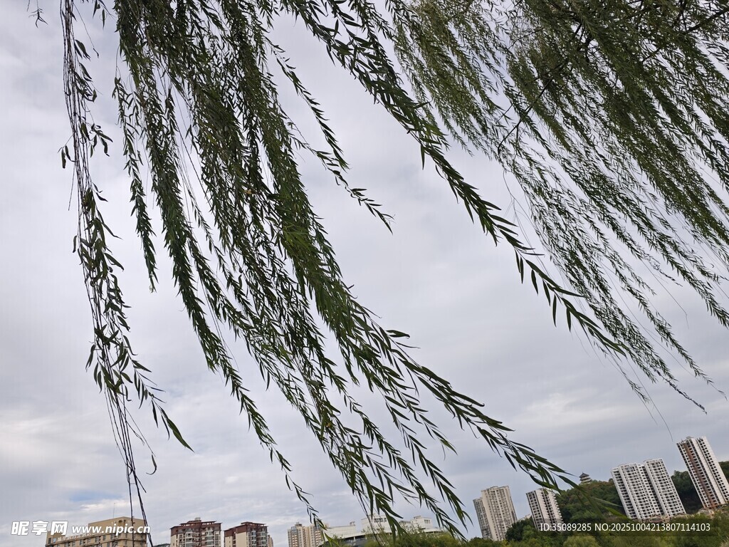垂柳低垂城市背景添詩意
