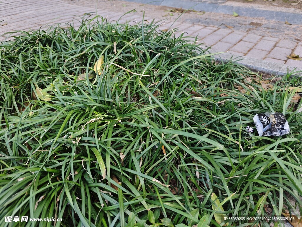 茂盛的綠色草叢