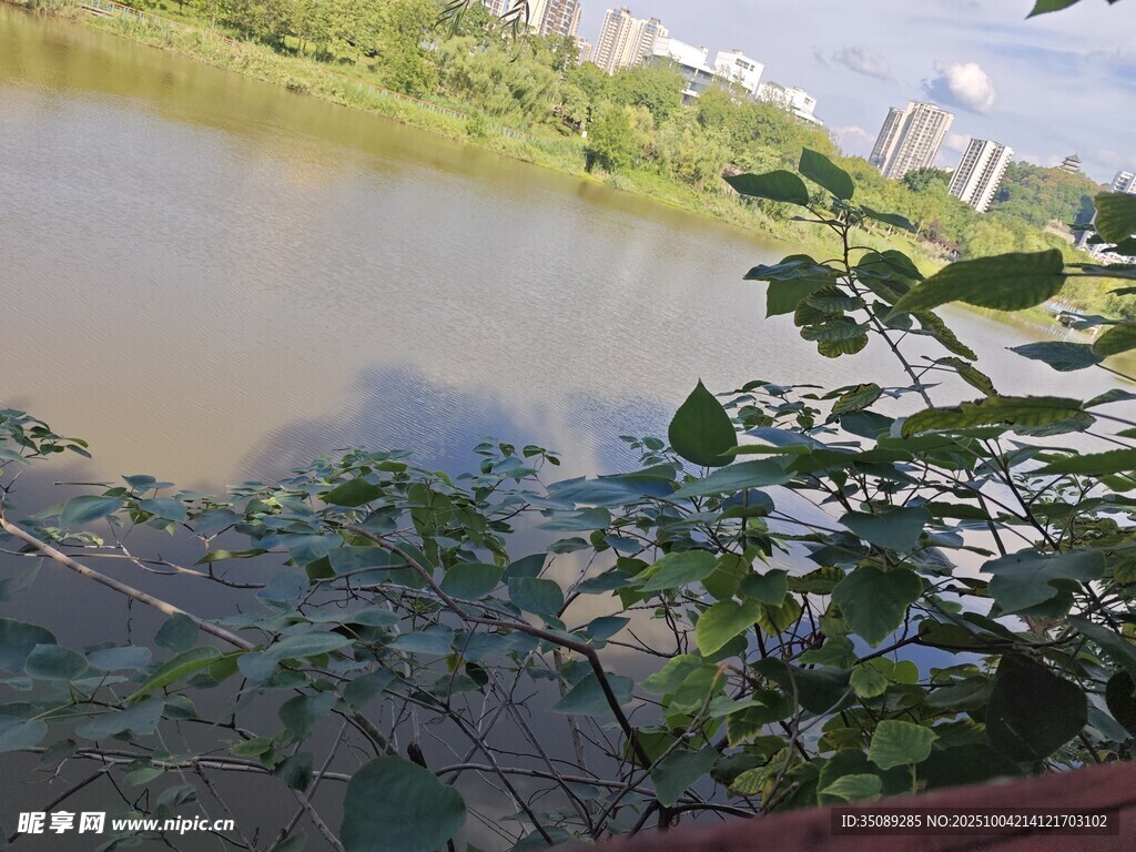 河邊綠植與水域景觀