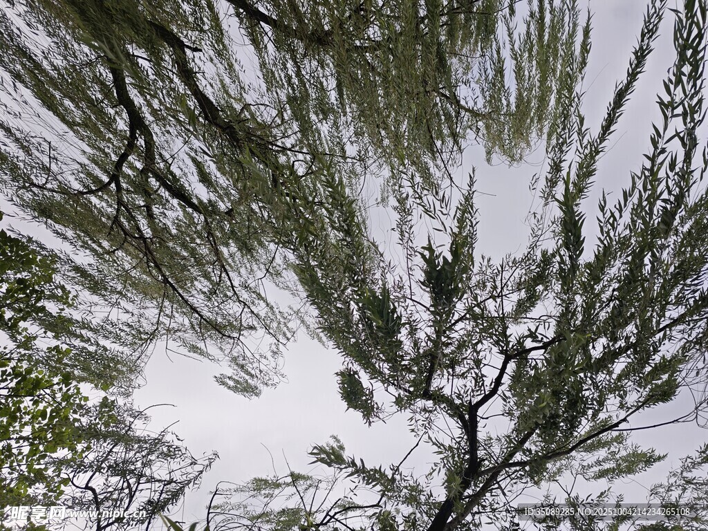 仰視下的繁茂綠植景象