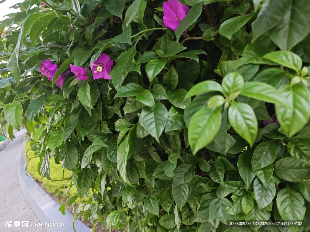綠葉叢中綻放的紫色花朵