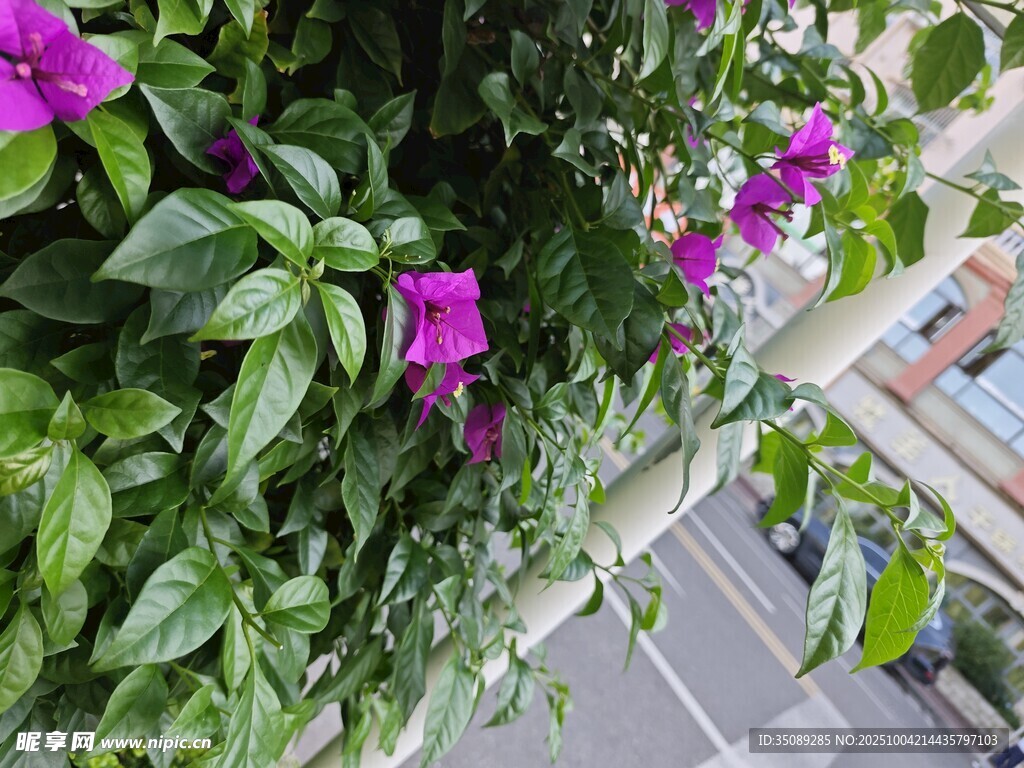 垂直綠植墻綻放紫花美景
