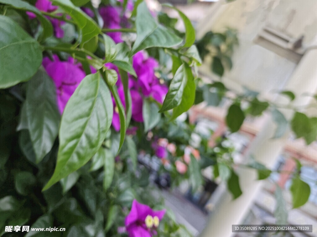 紫色花卉與綠葉的美麗景致