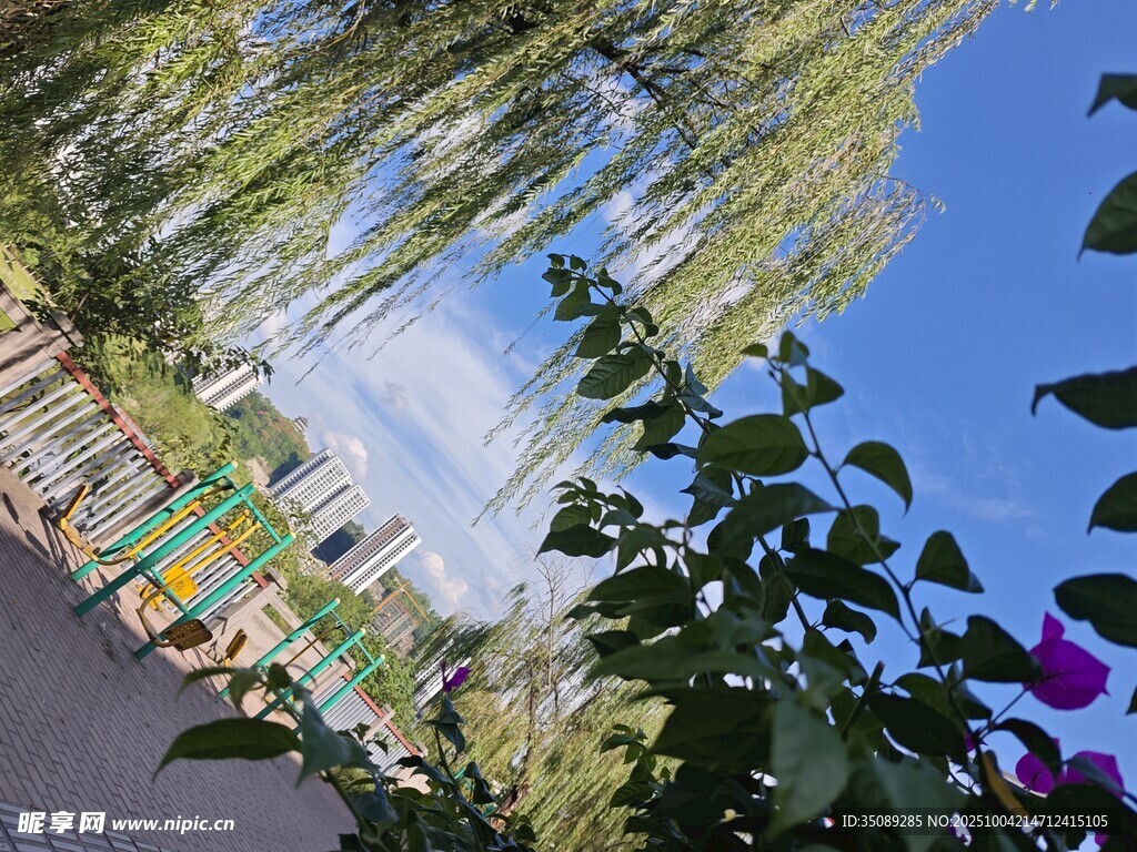 柳綠花艷的戶外景致