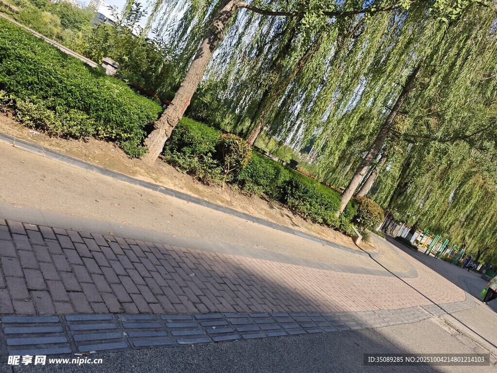 林蔭磚道靜謐戶外景致