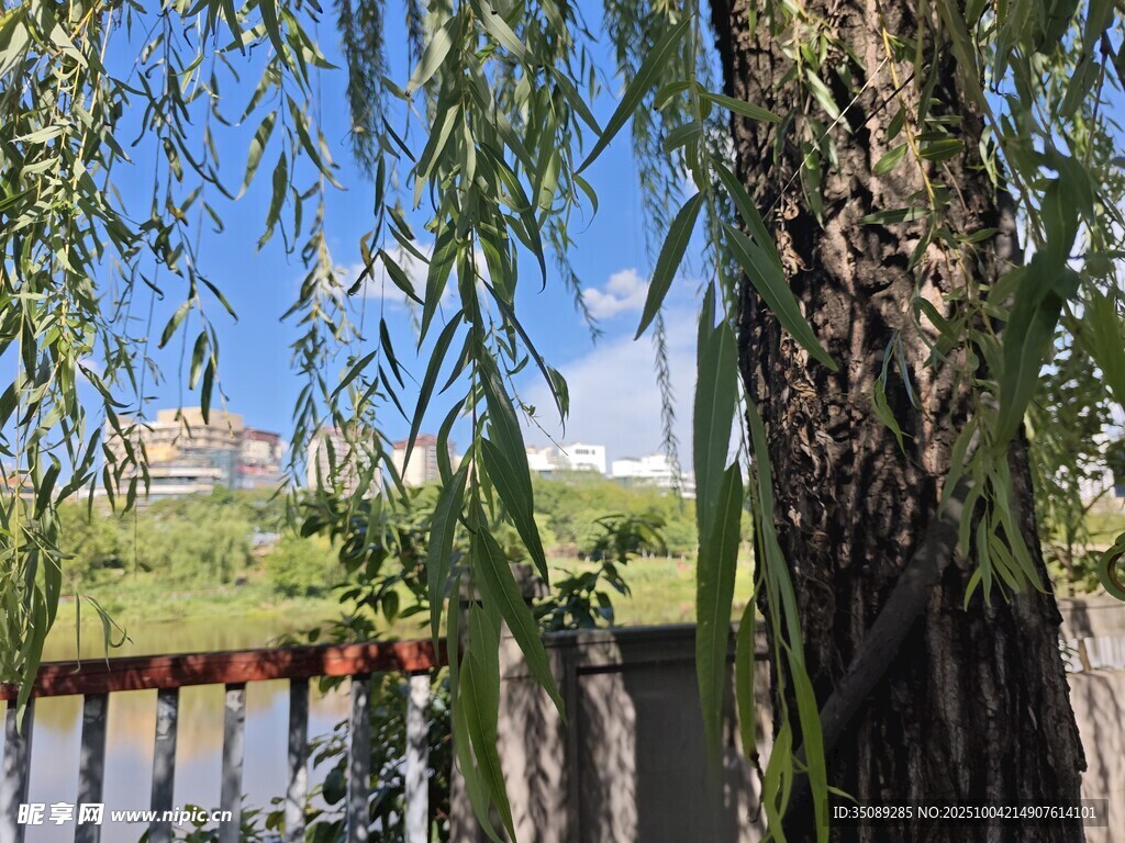柳樹旁的戶外風(fēng)景
