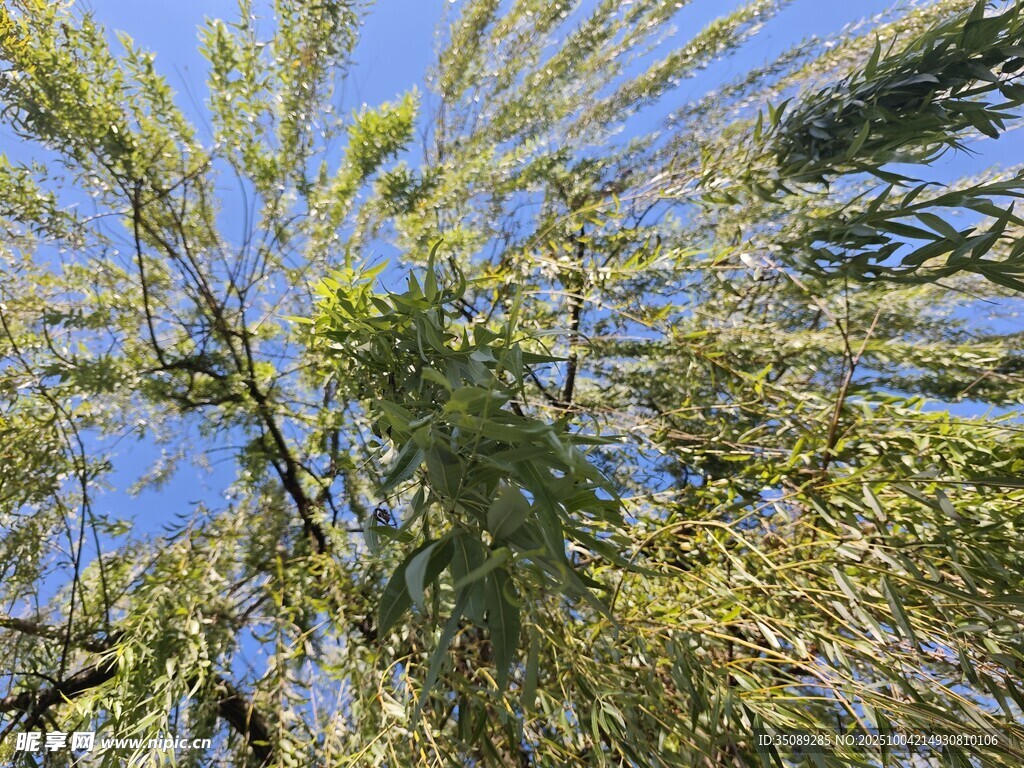 仰視蔥郁枝葉與藍(lán)天