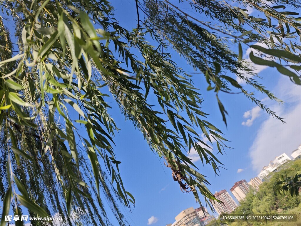 藍天映襯下的翠綠柳枝