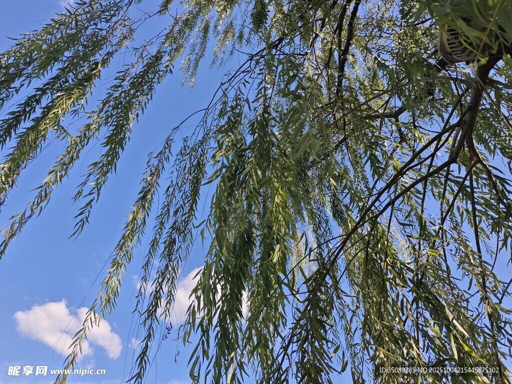 藍(lán)天垂柳清新自然景致