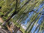 垂柳依依春日河畔美景