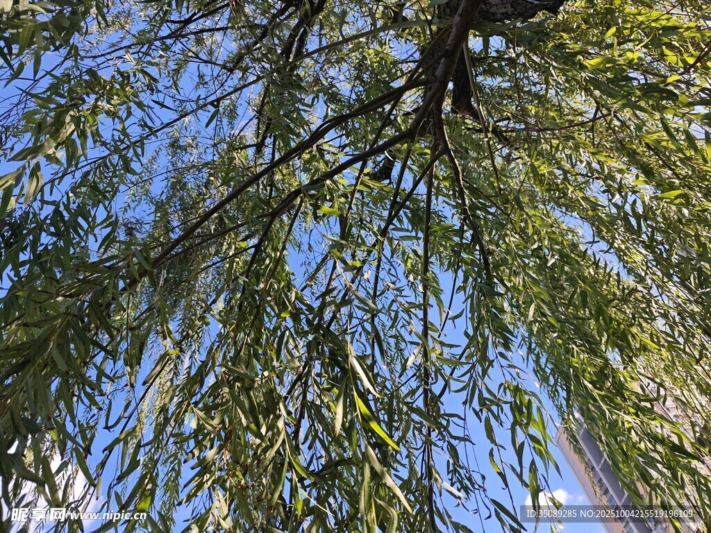 仰視垂柳枝葉藍(lán)天美景