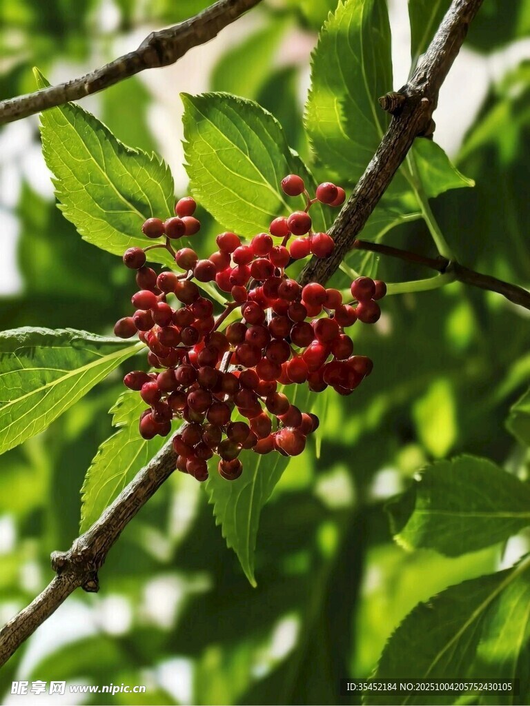 紅果