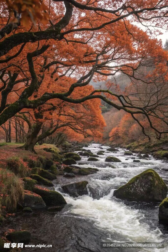 溪邊紅楓
