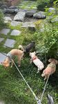 狗