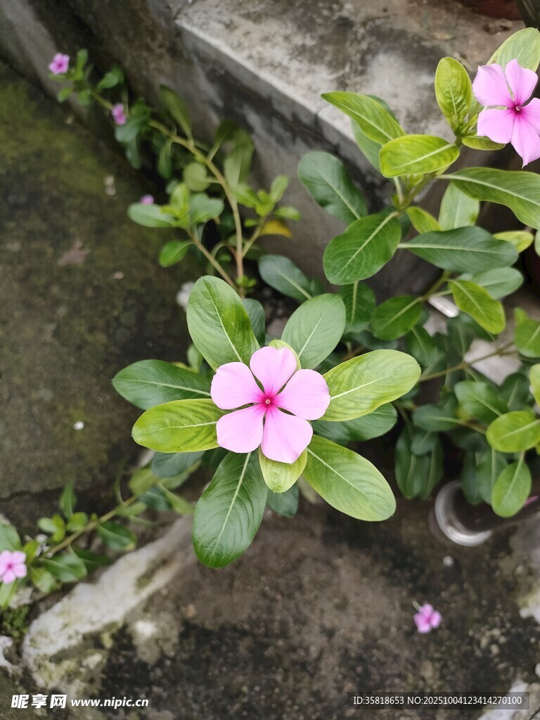 嬌艷長(zhǎng)春花綻放于石階旁