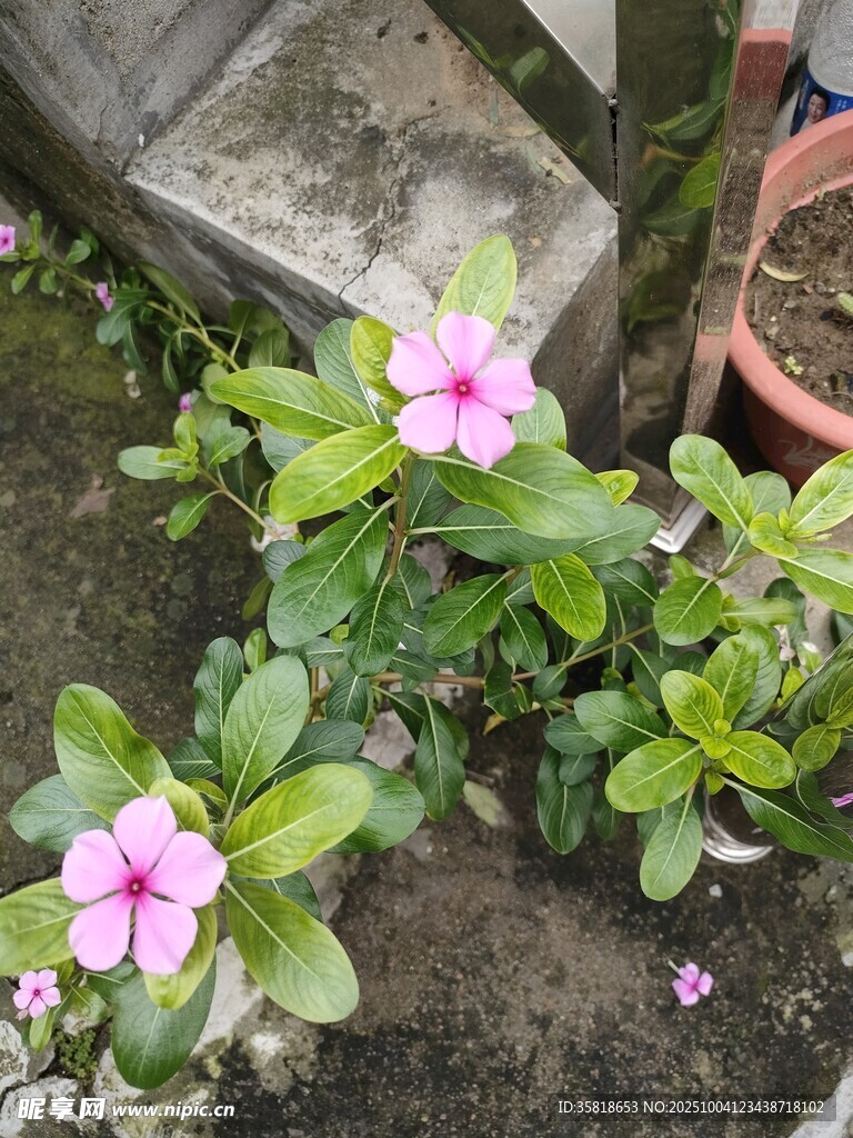 盆栽長(zhǎng)春花綻放美麗花朵