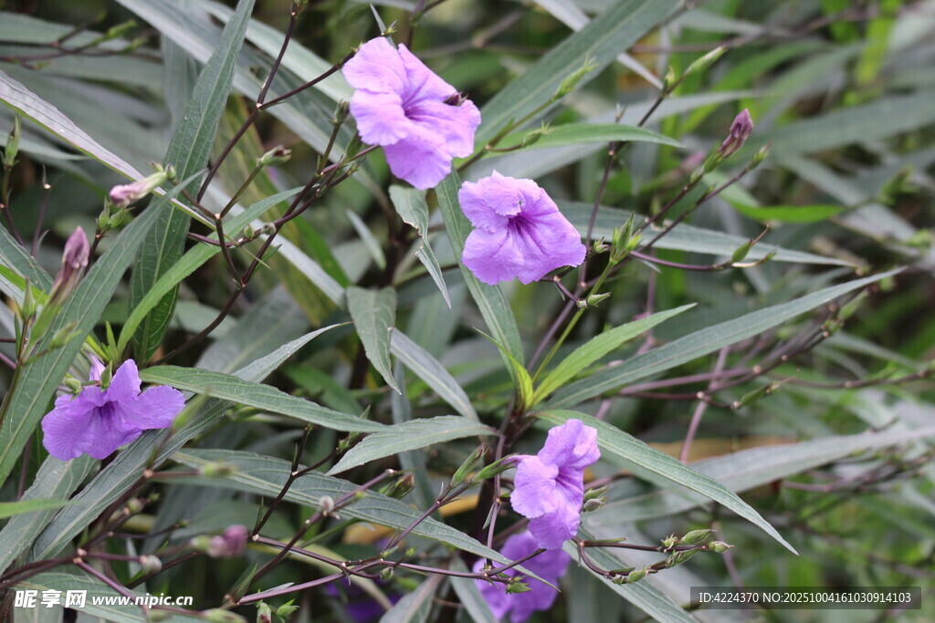 藍(lán)花草