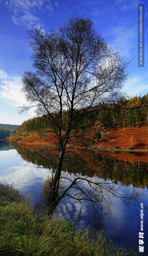 秋日湖畔孤樹風(fēng)景