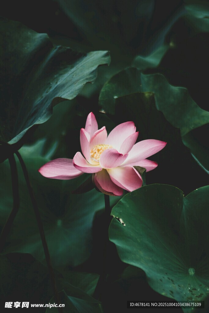 嬌艷荷花綻放于綠葉間