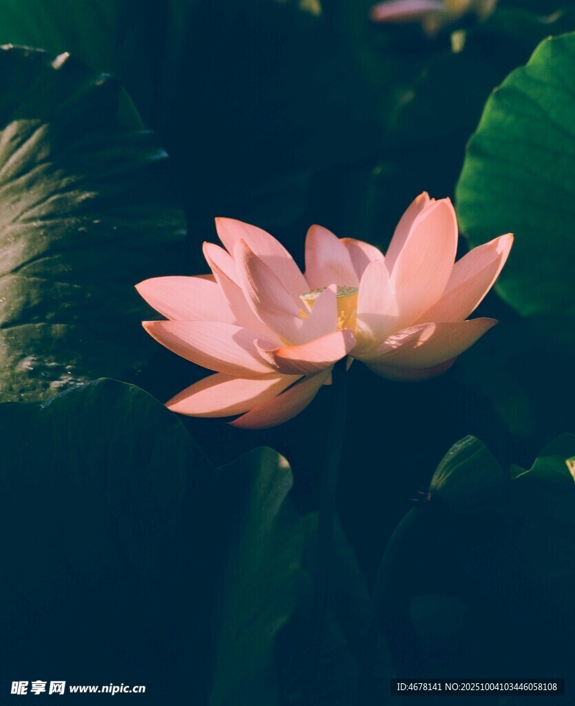 粉色荷花綻放于綠葉間