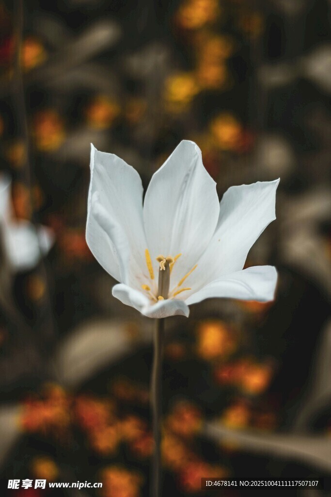 潔白玉蘭花綻放