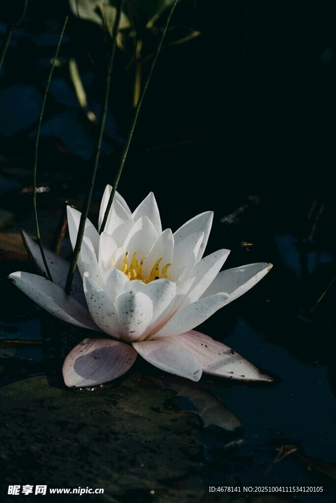 水中綻放的美麗白蓮花